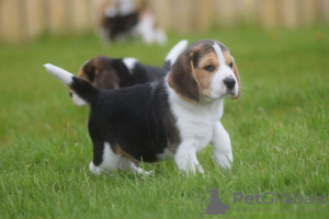 Photo №1. beagle - for sale in the city of Prague | 350$ | Announcement № 111176