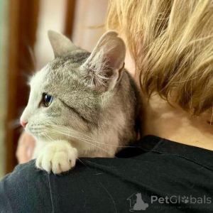 Photo №3. A fluffy cat woven from moonlight and silver.. Russian Federation