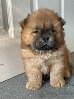 Photo №2 to announcement № 32016 for the sale of chow chow - buy in Germany private announcement