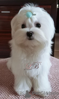 Photo №2 to announcement № 18096 for the sale of maltese dog - buy in Ukraine from nursery