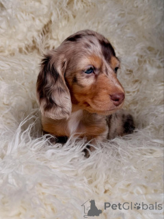 Photo №2 to announcement № 164272 for the sale of dachshund - buy in Finland breeder