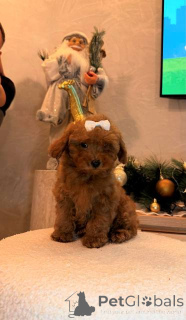 Photo №1. poodle (toy) - for sale in the city of MLADENOVAC | negotiated | Announcement № 161479
