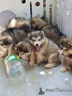 Photo №1. alaskan malamute - for sale in the city of Lille | 465$ | Announcement № 160560