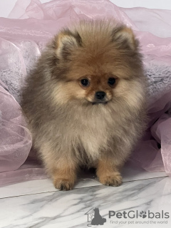 Photo №4. I will sell pomeranian in the city of Сомбор. breeder - price - negotiated