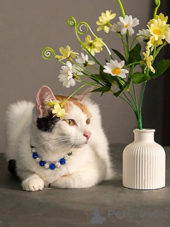 Photo №1.  - for sale in the city of Moskova | Is free | Announcement № 155866