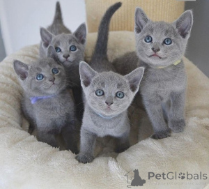 Photo №1. russian blue - for sale in the city of Edinburgh | negotiated | Announcement № 173073