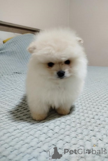 Photo №3. Beautiful Bo Bears. Serbia