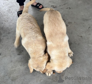 Photo №1. labrador retriever - for sale in the city of Beresje | negotiated | Announcement № 170566