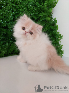 Photo №2 to announcement № 98353 for the sale of minuet cat shorthair - buy in Serbia 