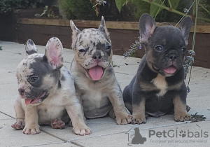 Photo №3. French bulldogs in exotic. Serbia