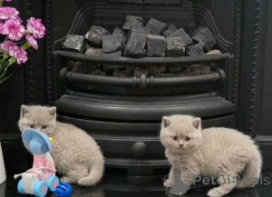Photo №1. british shorthair - for sale in the city of Thun | 350$ | Announcement № 169634