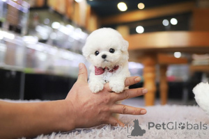 Photo №3. Dean Janet Kay puppies house. United States