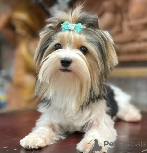 Photo №3. Biewer Yorkshire Terrier Girl. Poland