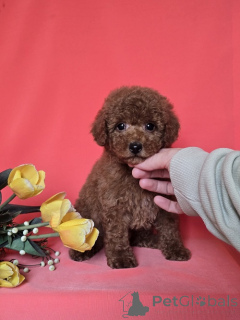 Photo №4. I will sell poodle (toy) in the city of Zrenjanin. breeder - price - negotiated