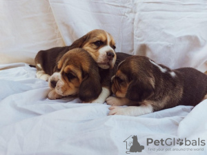 Photo №1. beagle - for sale in the city of Koceljeva | negotiated | Announcement № 103734