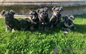Photo №1. schnauzer - for sale in the city of Франкфурт-на-Майне | Is free | Announcement № 12260