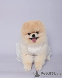 Photo №3. Pomeranian puppies poodles for Christmas. United States