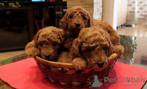 Photo №1. poodle (royal) - for sale in the city of Belgrade | negotiated | Announcement № 94115