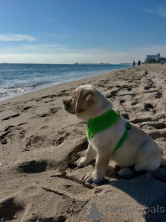 Photo №2 to announcement № 164564 for the sale of labrador retriever - buy in Finland breeder