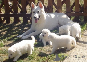 Photo №1. berger blanc suisse - for sale in the city of Helsinki | Is free | Announcement № 164646