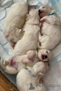 Photo №1. non-pedigree dogs - for sale in the city of Kendall | 280$ | Announcement № 155660