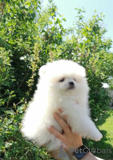 Photo №1. pomeranian - for sale in the city of Minsk | 189$ | Announcement № 50811