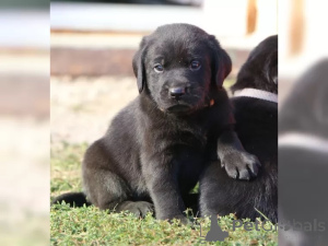 Photo №3. Sweet little Labrador puppies. Germany