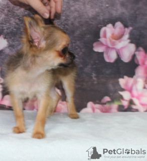Photo №2 to announcement № 11262 for the sale of chihuahua - buy in Russian Federation from nursery, breeder