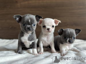 Photo №1. chihuahua - for sale in the city of Munich | negotiated | Announcement № 164566