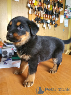 Photo №4. I will sell rottweiler in the city of Fredericksborg. private announcement, breeder - price - 826$