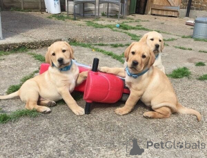 Photo №3. Labrador-Welpen ab sofort für neue Familie verfügbar. Germany