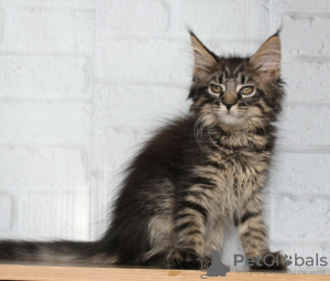 Photo №1. maine coon - for sale in the city of Yaroslavl | negotiated | Announcement № 9839