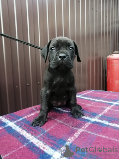 Photo №4. I will sell cane corso in the city of Tyumen.  - price - 670$