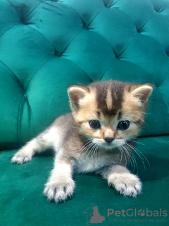 Photo №4. I will sell scottish fold in the city of Rüdersdorf. private announcement, from nursery - price - 407$