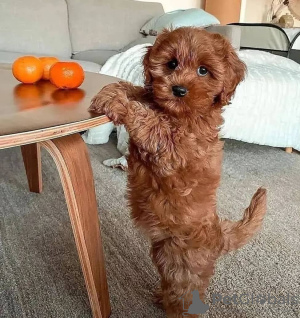 Photo №3. Poodle puppies. Finland