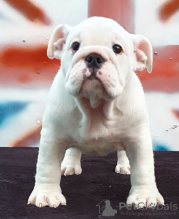 Photo №2 to announcement № 52195 for the sale of english bulldog - buy in Ukraine from nursery