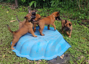 Photo №1. belgian shepherd - for sale in the city of Remich | negotiated | Announcement № 169215