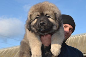 Photo №1. caucasian shepherd dog - for sale in the city of Kiev | 800$ | Announcement № 4212