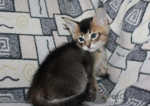 Additional photos: caracal and caracat kittens available