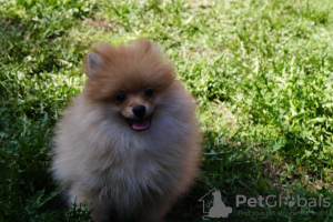 Additional photos: Pomeranian girl