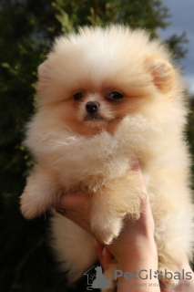 Photo №4. I will sell pomeranian in the city of Амстердам. from nursery - price - 1821$