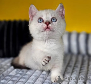 Photo №1. munchkin - for sale in the city of Cuxhaven | 361$ | Announcement № 178156