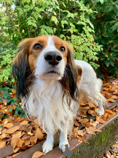 Photo №1. kooikerhondje - for sale in the city of Flemalle | 500$ | Announcement № 159197