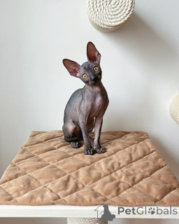Photo №1. sphynx cat - for sale in the city of Berlin | negotiated | Announcement № 167232