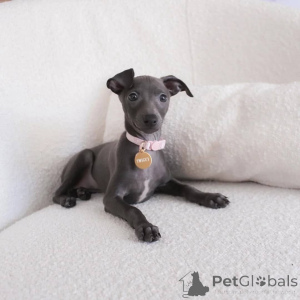 Photo №1. greyhound - for sale in the city of Mainz | negotiated | Announcement № 164986