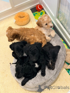 Photo №3. Loodlepoo Puppies..whatsapp me at 44 7453 907158. Netherlands