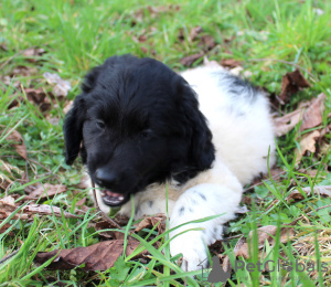 Additional photos: Stabyhoun