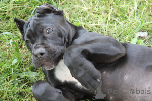 Photo №3. sale of puppies. Belarus