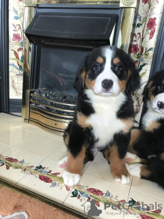 Photo №3. Cute Bernese Mountain puppies for free adoption. Germany