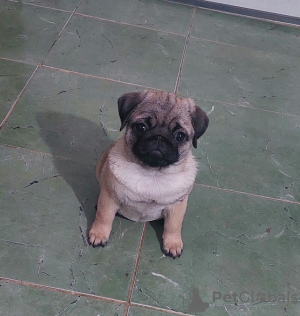 Photo №4. I will sell pug in the city of Zrenjanin. breeder - price - negotiated